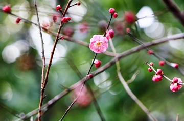 tian yi xue 3