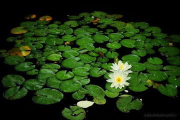 IMG_4371(20170620-143155)