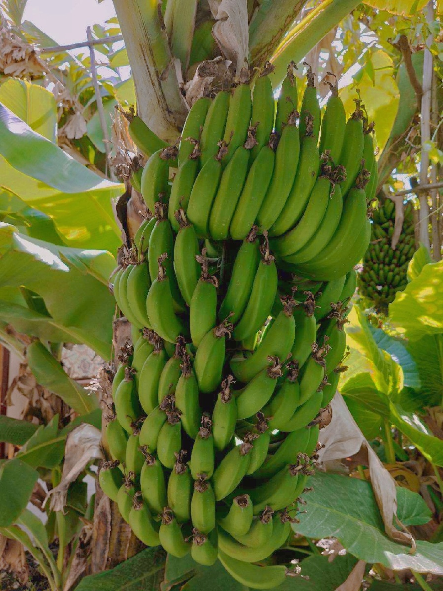 第一次看见长在树上的小芭蕉