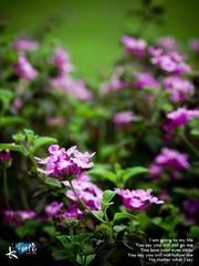 花。