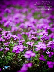 花。