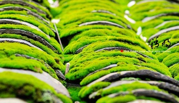 青苔。