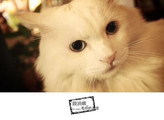 babycat的明星