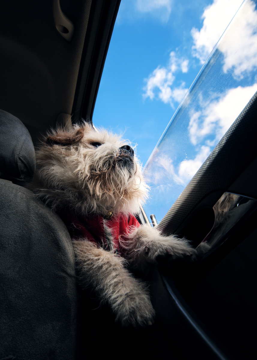 一条狗狗的宽广视野