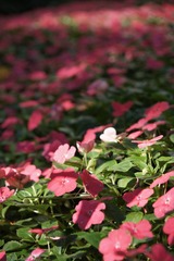 DSC05870.JPG