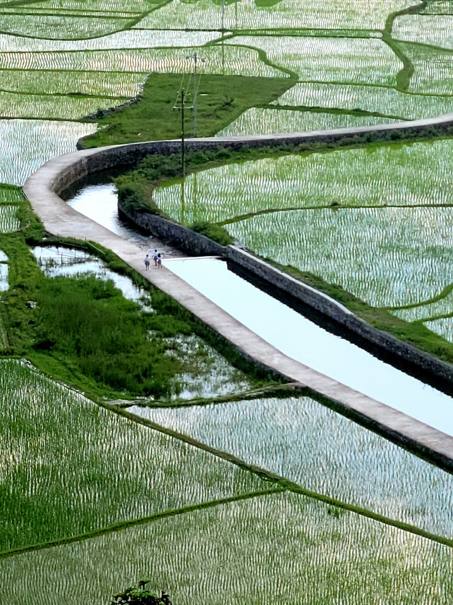 贵州贵定县腊利寨稻田阡陌纵横秧苗已经插好了