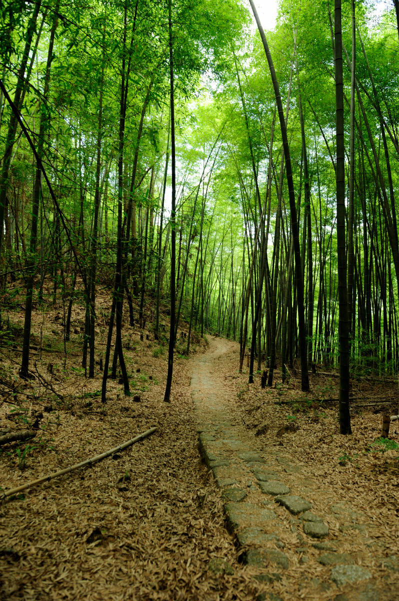 井冈山的竹林和挑粮小道