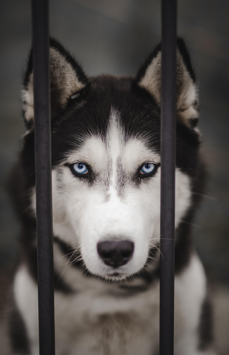 可爱的宠物狗哈士奇