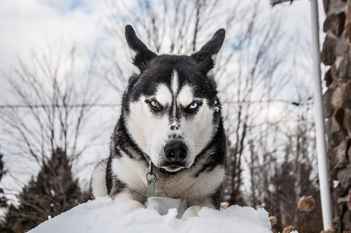 可爱的宠物狗哈士奇