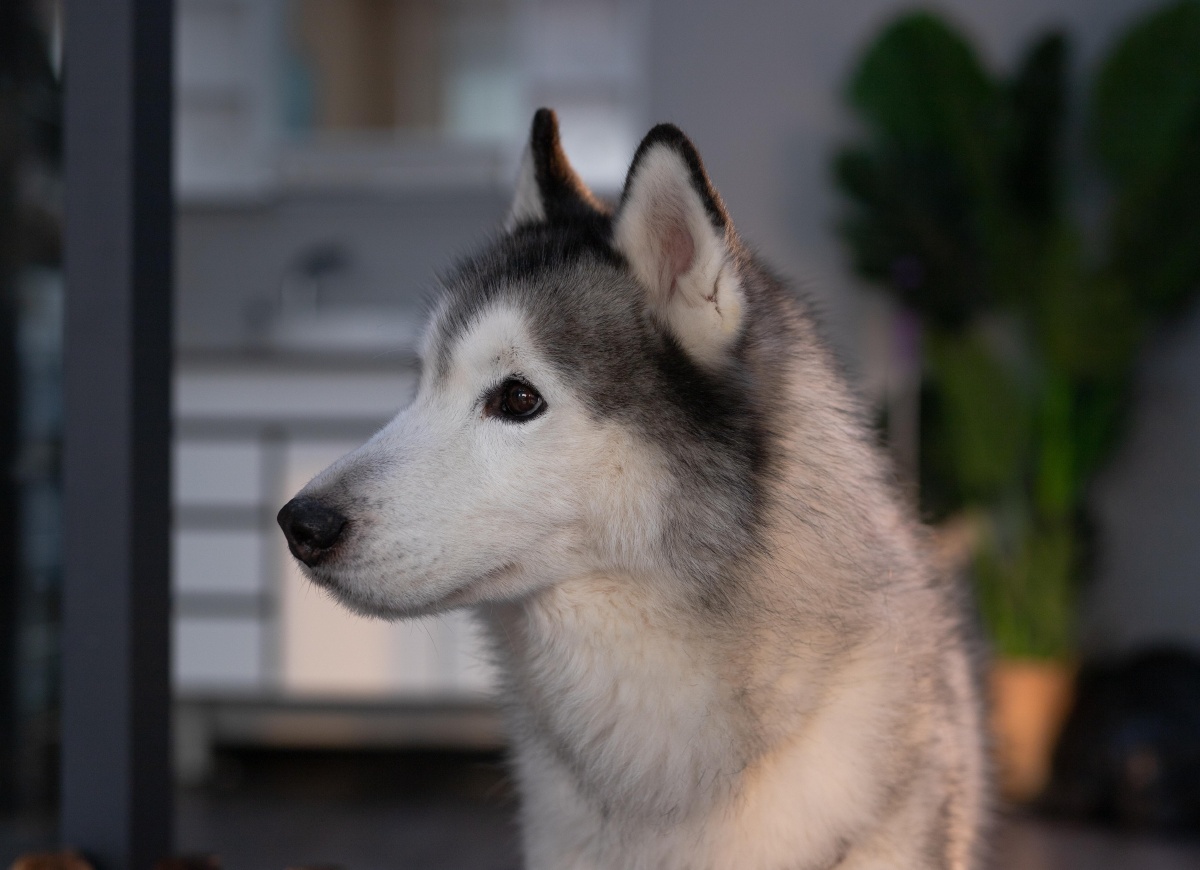 可爱的宠物狗哈士奇