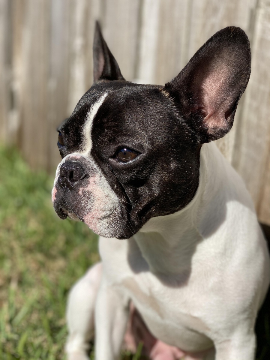 可爱的宠物狗斗牛犬