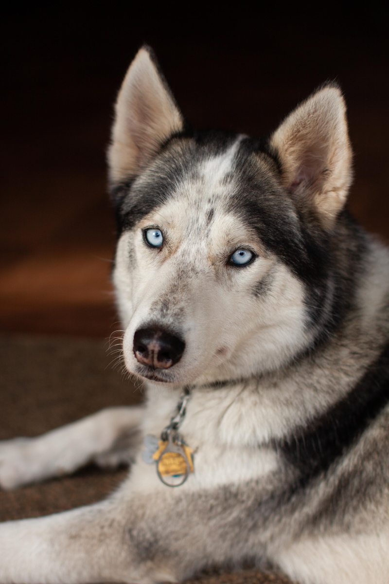 可爱的哈士奇二哈