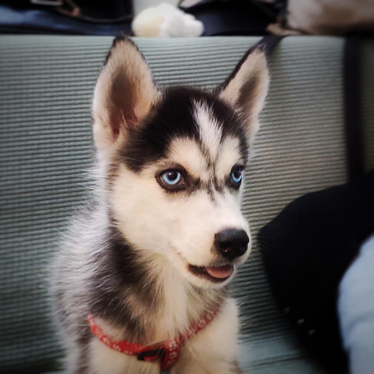 可爱的哈士奇二哈