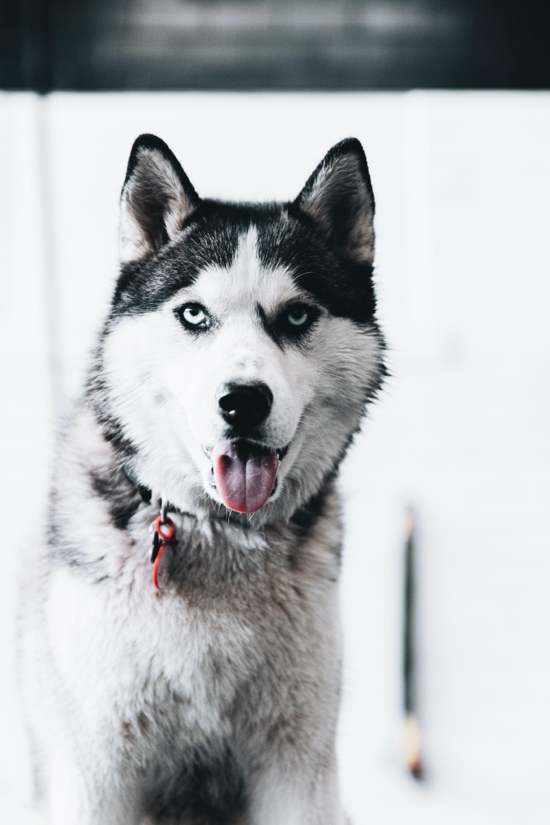 可爱的哈士奇二哈