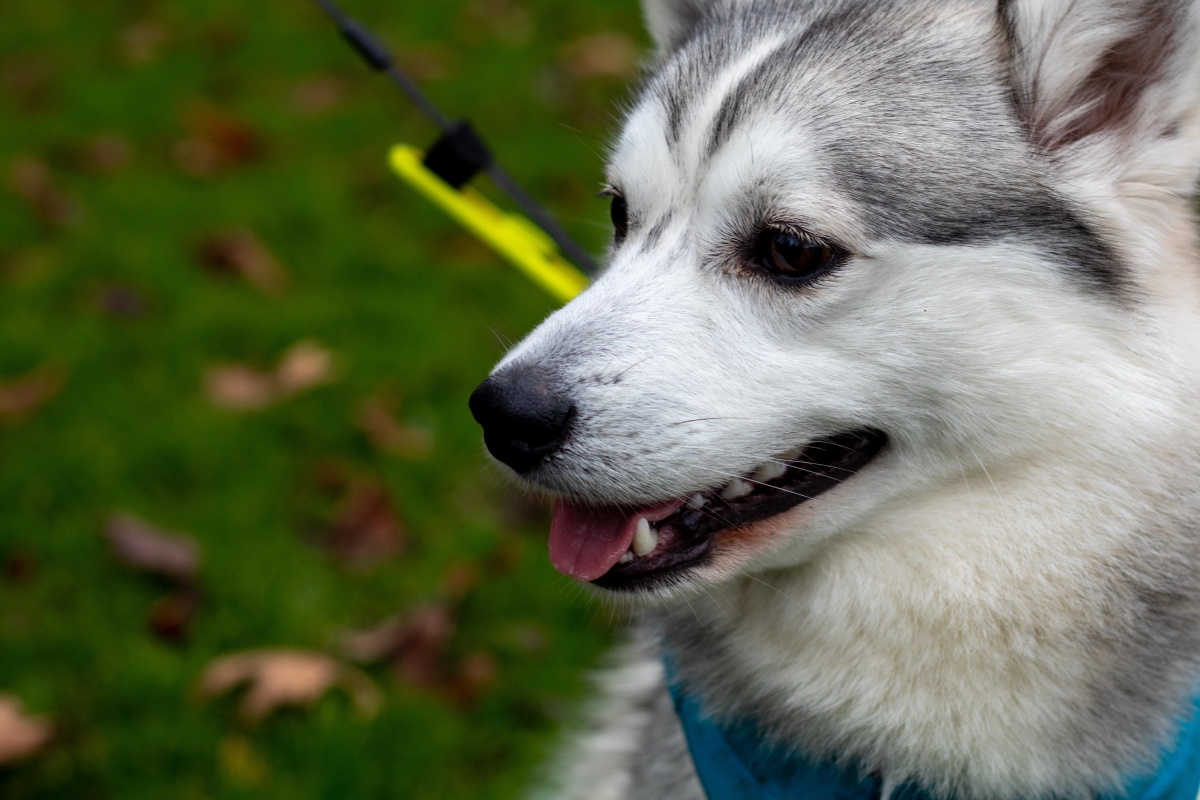 可爱的宠物狗-哈士奇 - 忘悠微摄影 - 图虫