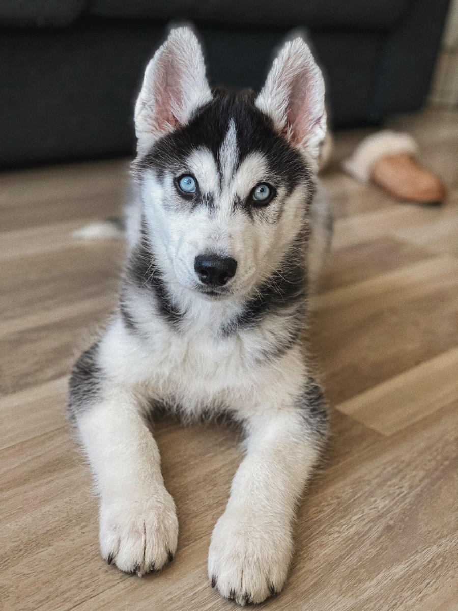 可爱的宠物狗哈士奇