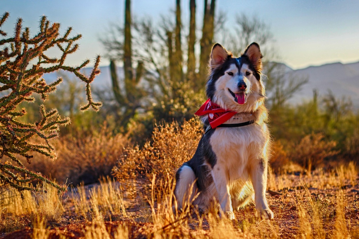 可爱的宠物狗哈士奇