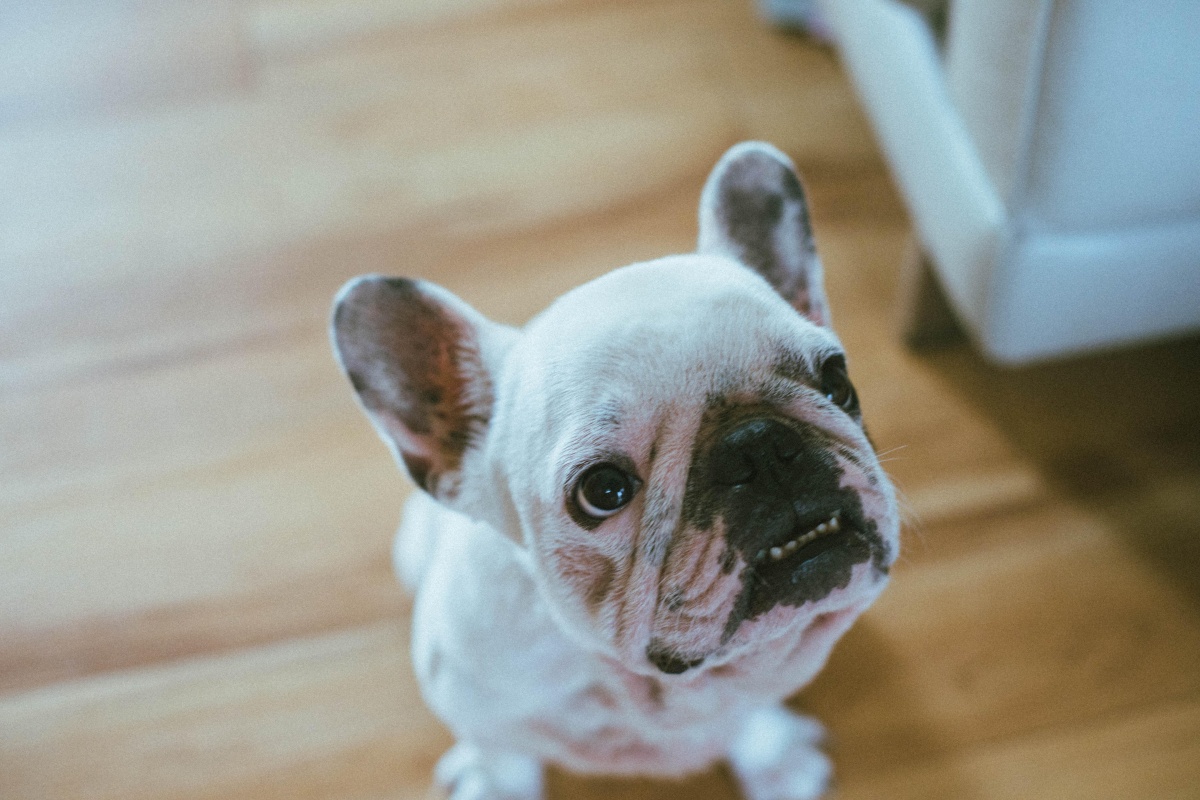 可爱的宠物狗斗牛犬