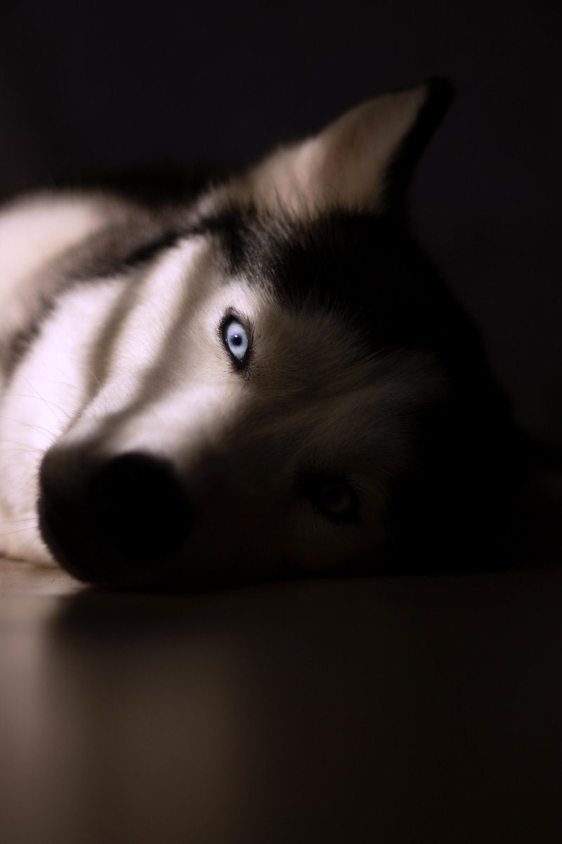 可爱的哈士奇二哈