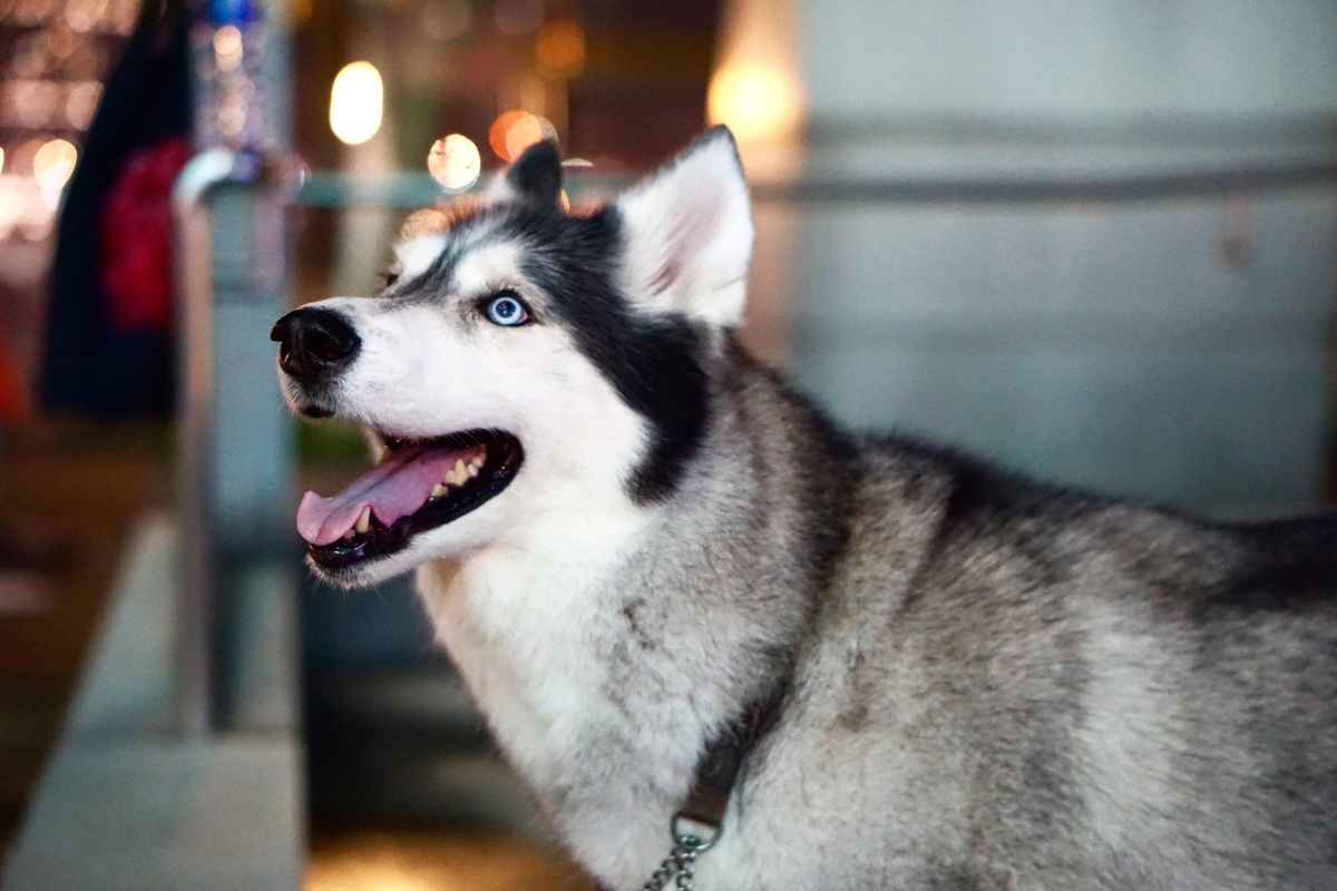 可爱的宠物狗-哈士奇 - 忘悠微摄影 - 图虫