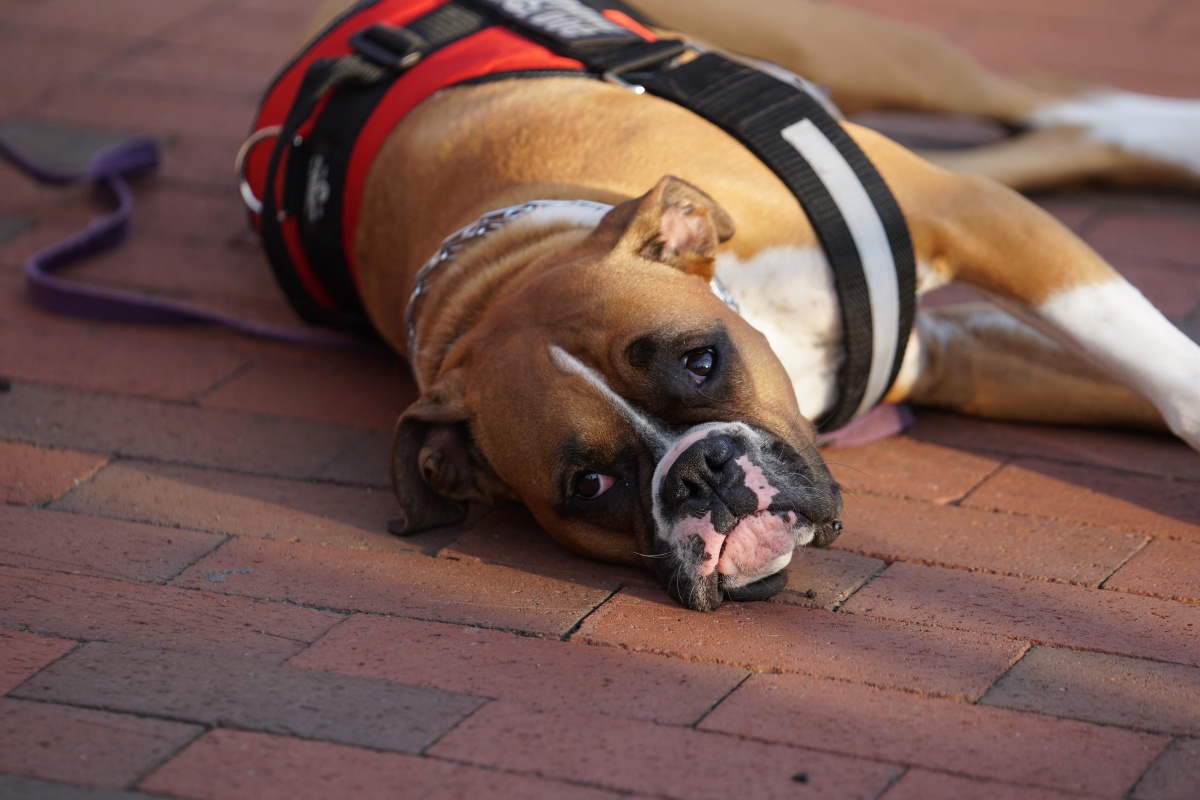 可爱的宠物狗斗牛犬