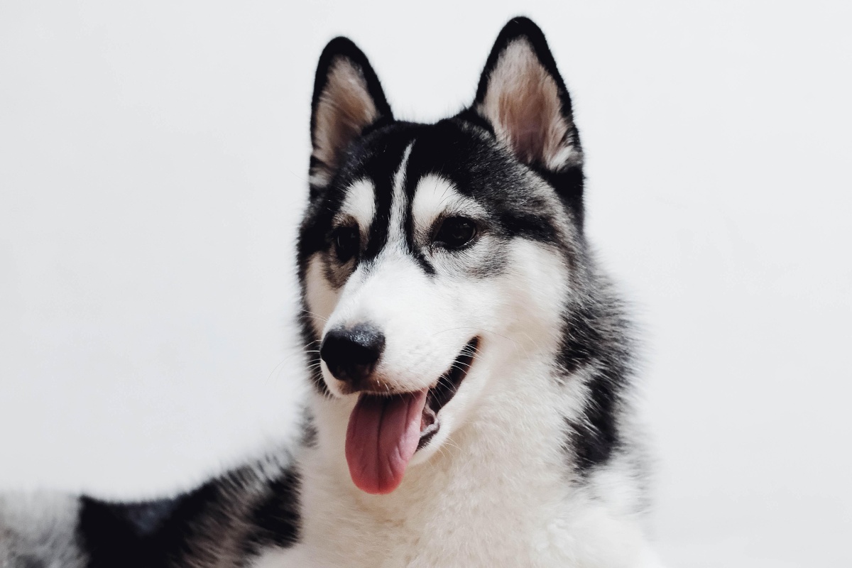 可爱的哈士奇二哈