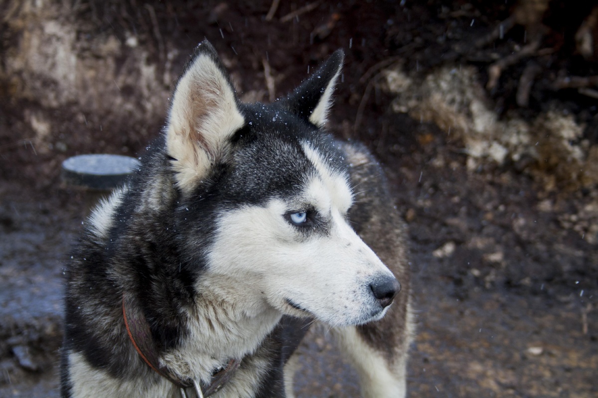 可爱的宠物狗哈士奇