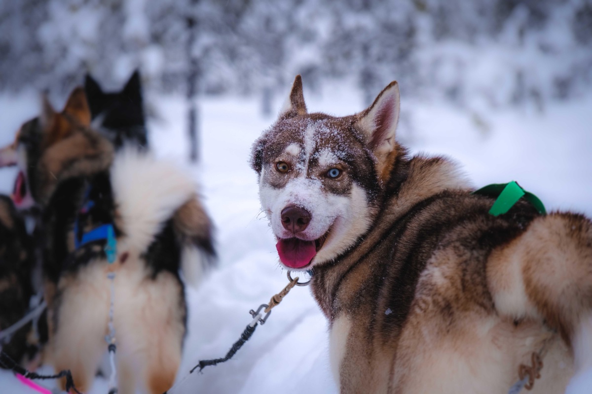 可爱的哈士奇二哈