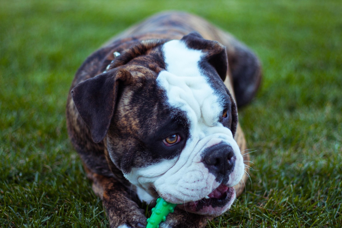 可爱的宠物狗斗牛犬