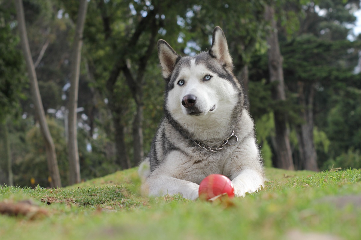 可爱的宠物狗哈士奇