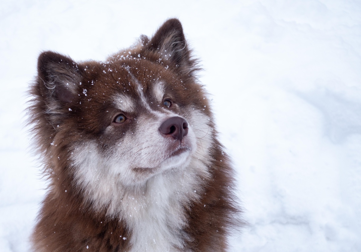 可爱的宠物狗哈士奇