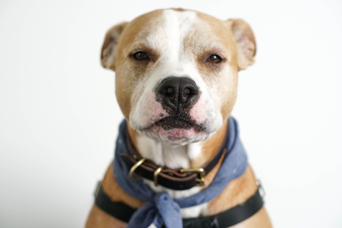 可爱的宠物狗斗牛犬