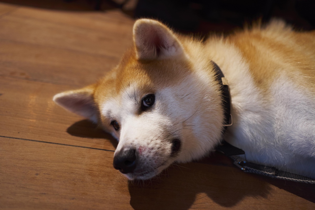 可爱的宠物狗哈士奇