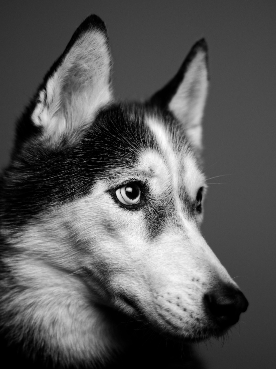 可爱的宠物狗哈士奇