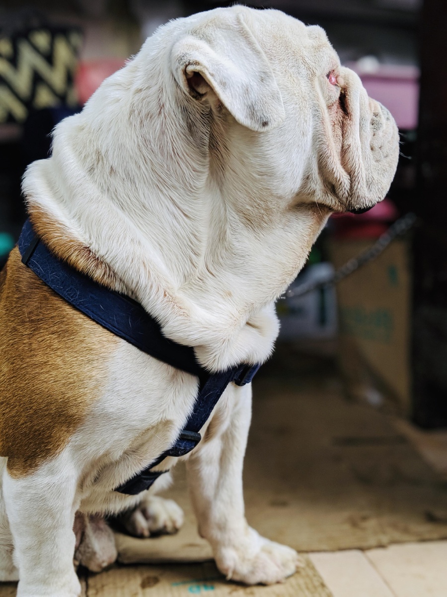 可爱的宠物狗斗牛犬