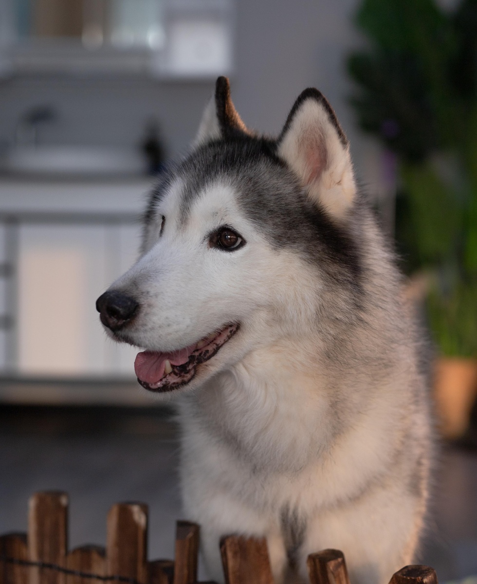 可爱的哈士奇二哈