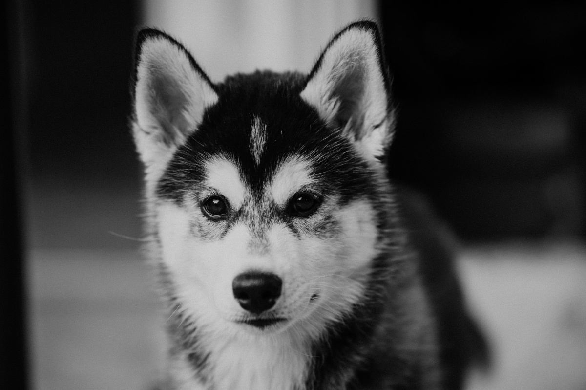 可爱的哈士奇二哈