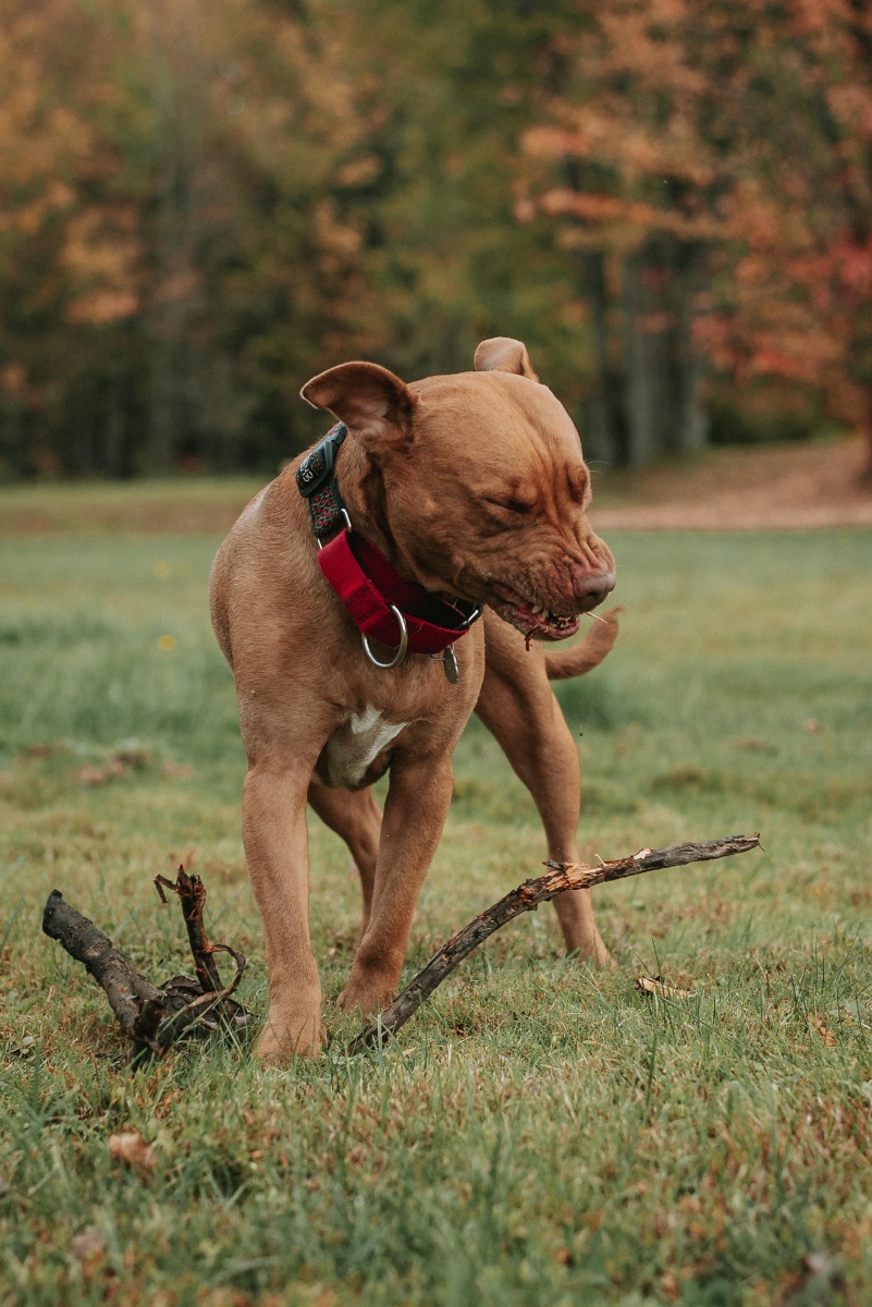 可爱的宠物狗斗牛犬