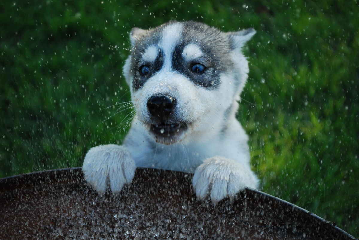 可爱的哈士奇二哈