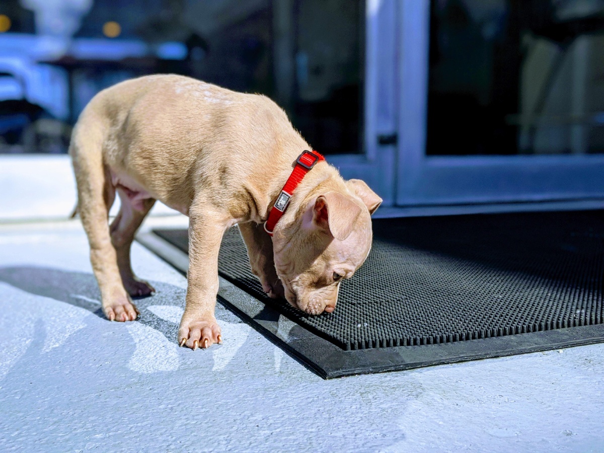 可爱的宠物狗斗牛犬
