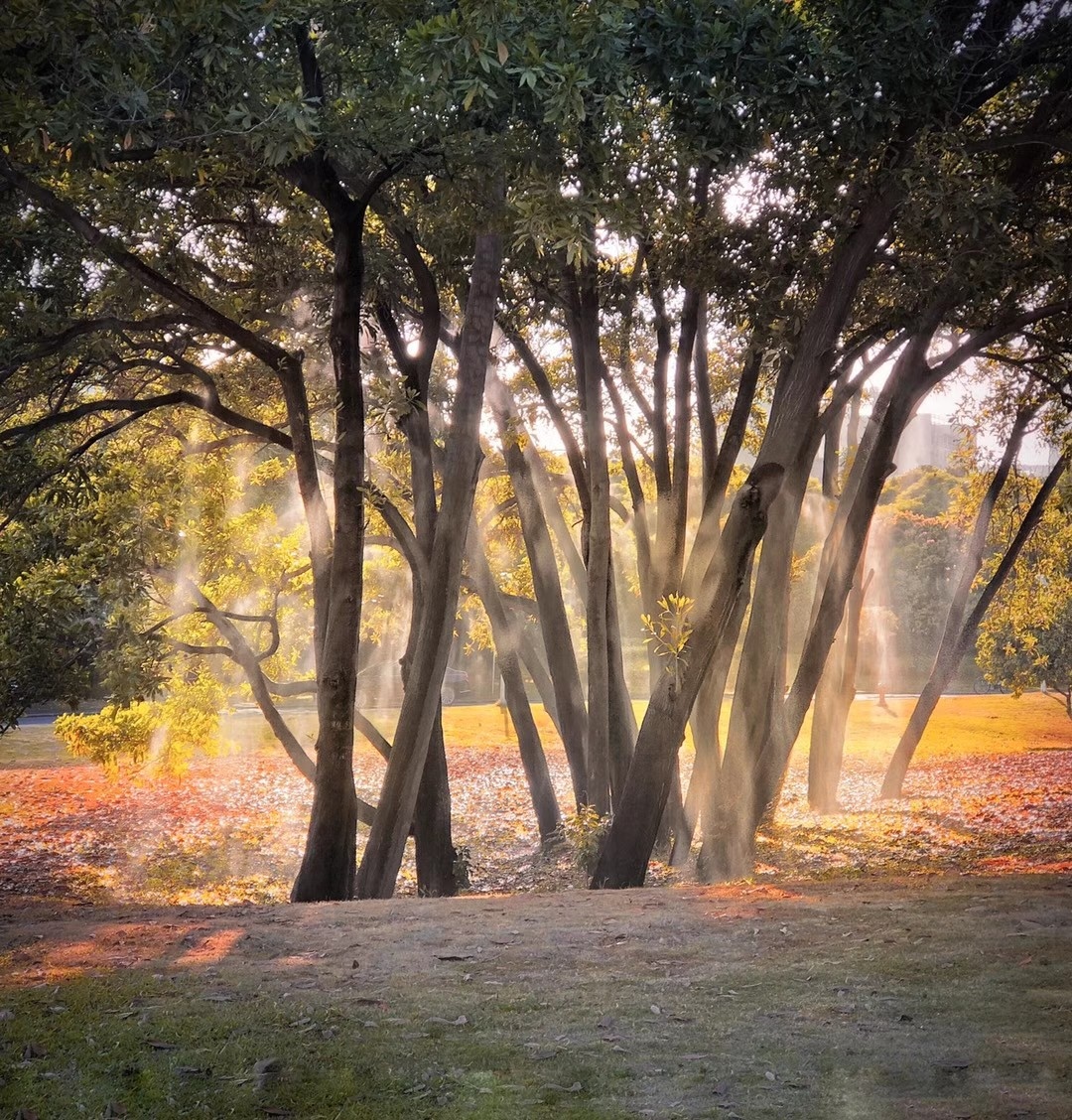丁达尔效应应该是大自然赋予的摄影素材吧