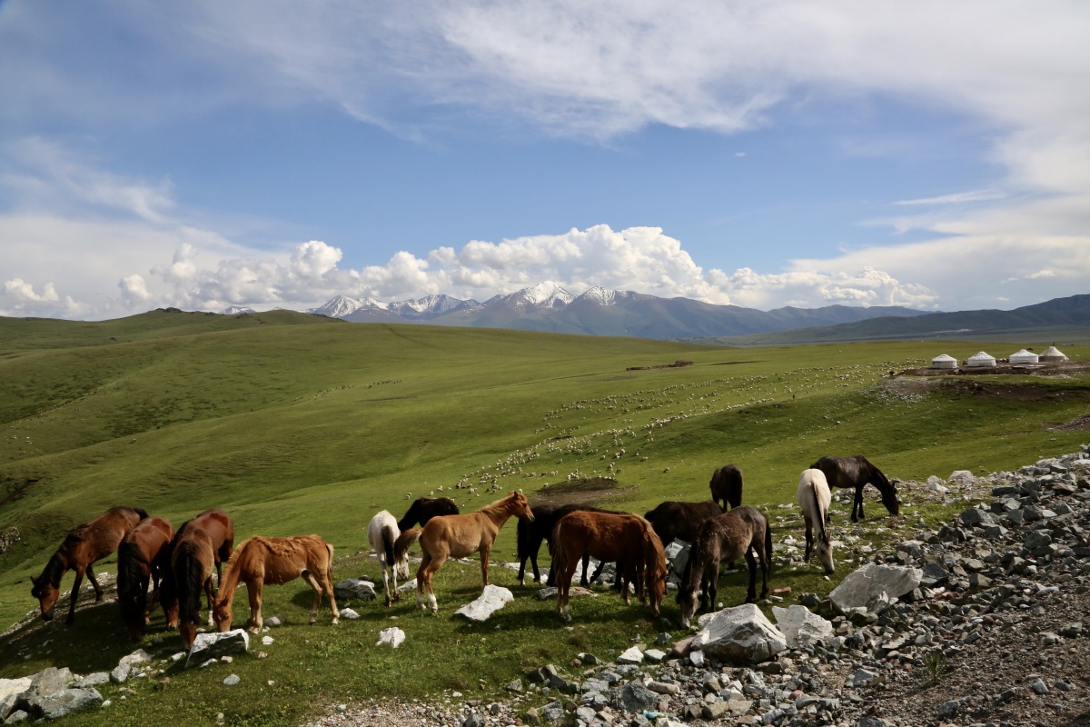 高原牧场 - 摄影师李军 - 图虫