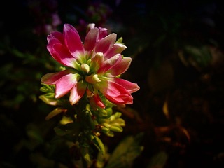 DSC05102-1.jpg
