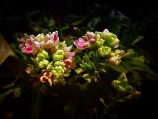 DSC05103-2.jpg