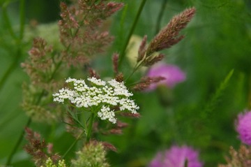 IMGP7922-8.jpg