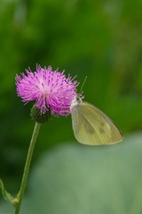 IMGP7927-10.jpg