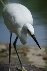 IMGP2445.jpg