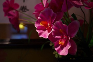IMGP9290.jpg
