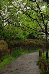 IMGP0733.jpg