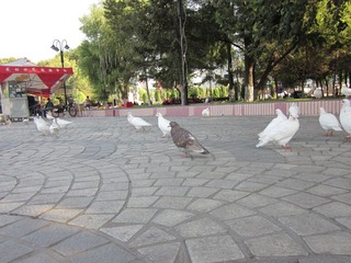 IMG_0488.JPG